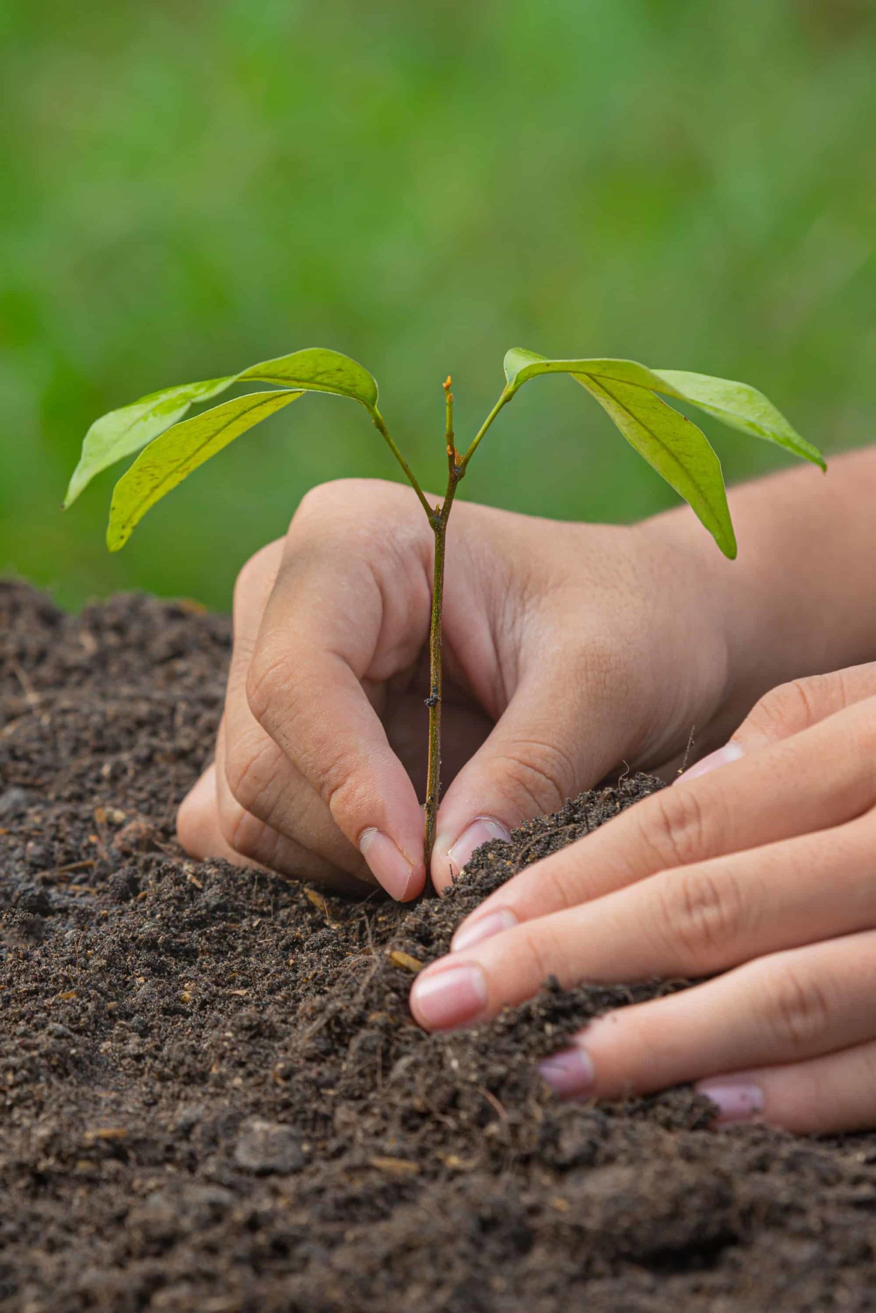 La Plante